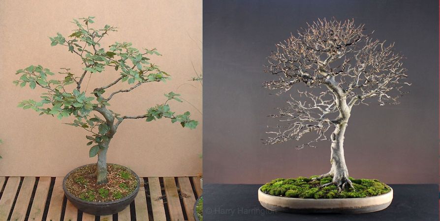 beech bonsai